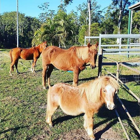 Cabin Country Retreat Paskins Farm Palmwoods エクステリア 写真