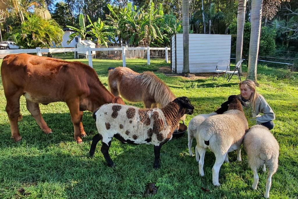 Cabin Country Retreat Paskins Farm Palmwoods エクステリア 写真